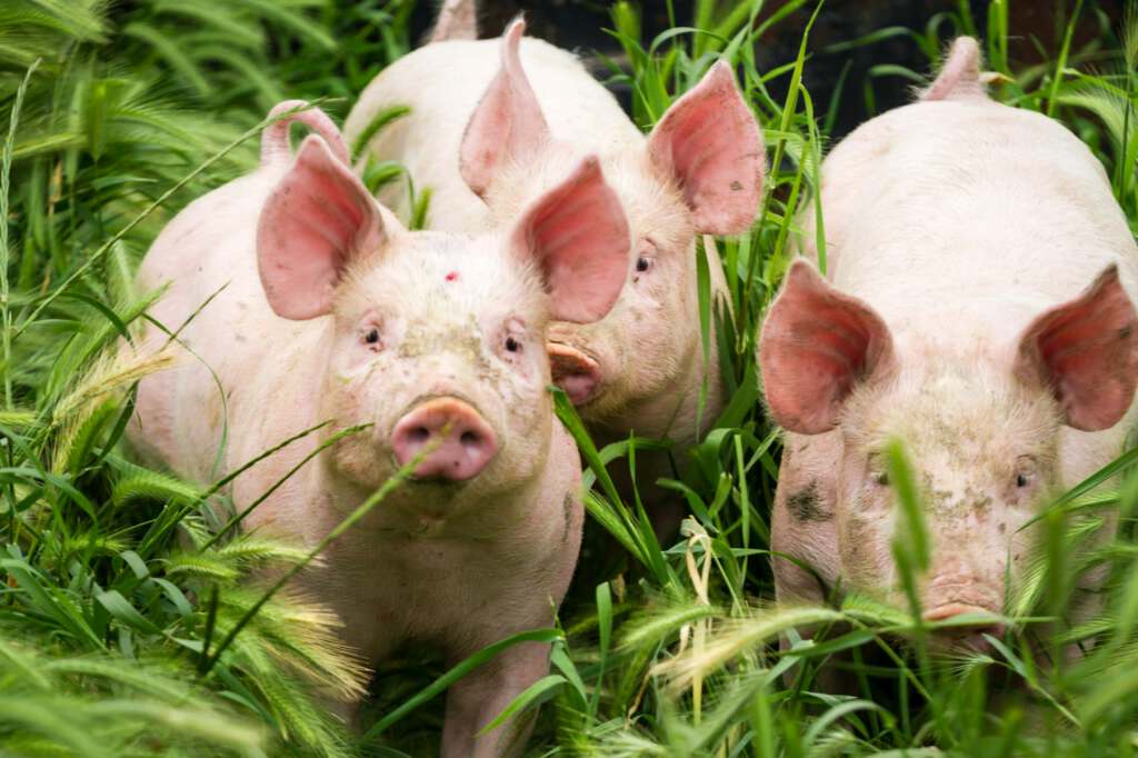 Drei kleine Schweine im Feld im Sommer