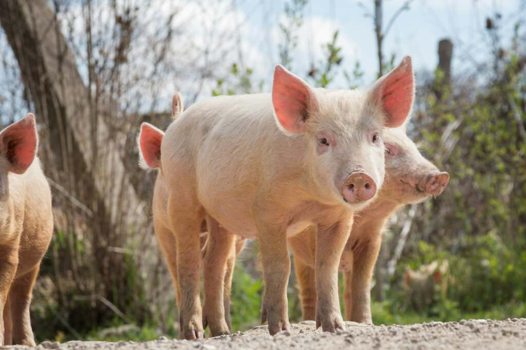Junge Schweine grasen am Bauernhof