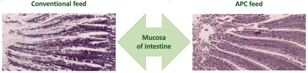 Grafik zur verbesserung der Oberfläche der Darmschleimhaut