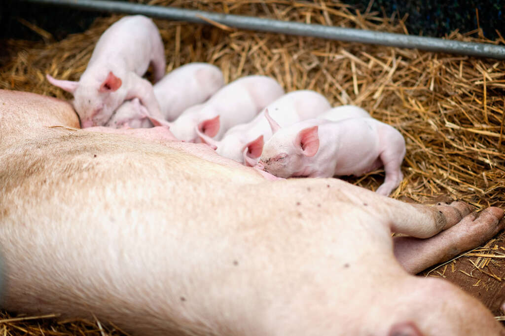 Ferkel trinken Milch bei der im Stroh liegenden Zuchtsau